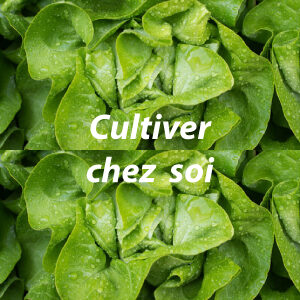 CULTIVER CHEZ SOI