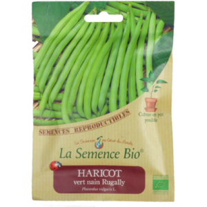 Semence Haricot vert nain Bio