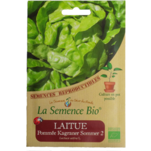 Semence Laitue Pommée Bio