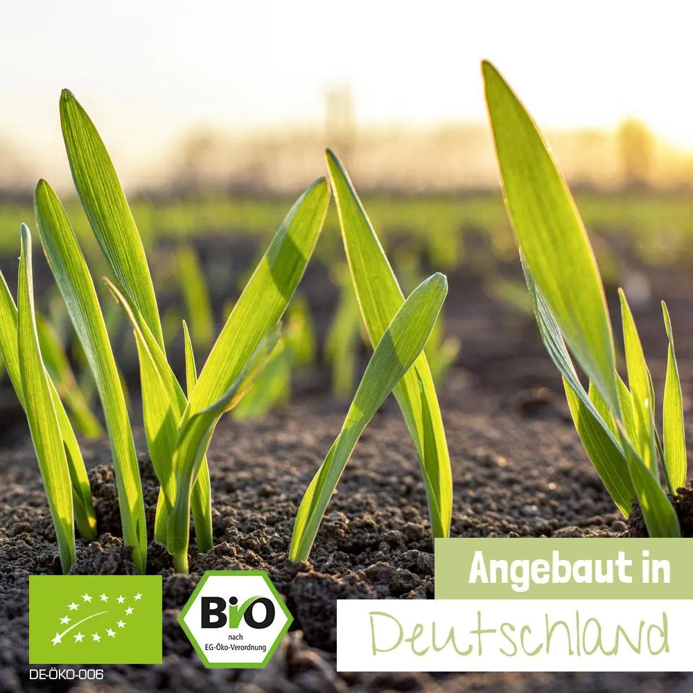 Herbe d'orge bio déshydratée – Image 2